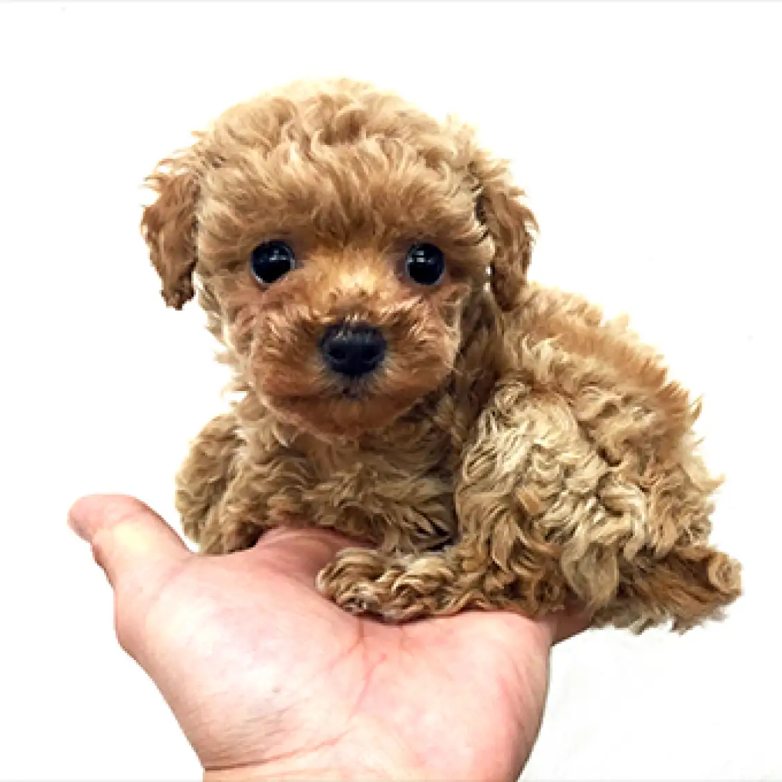 トイ・プードル