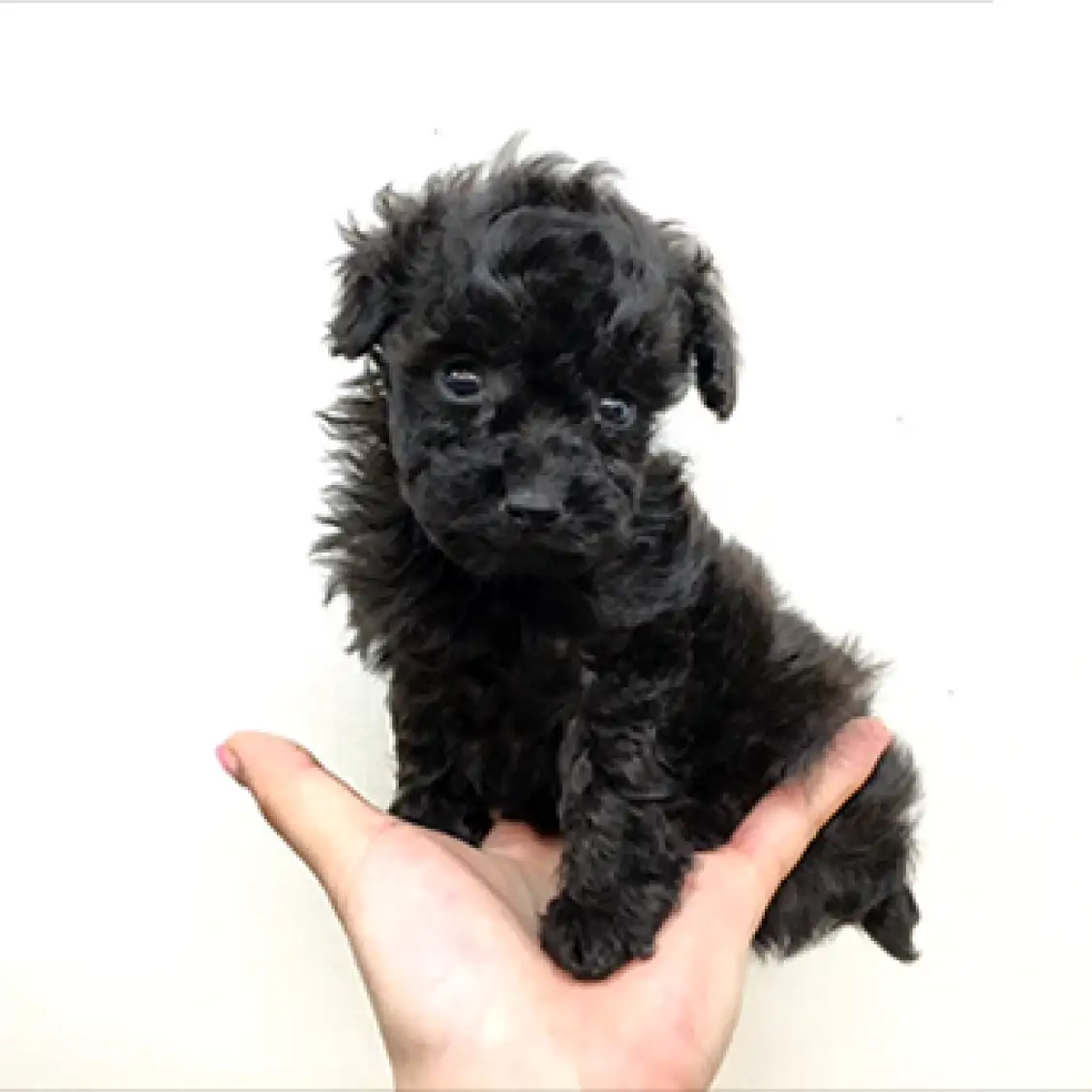 トイ・プードル