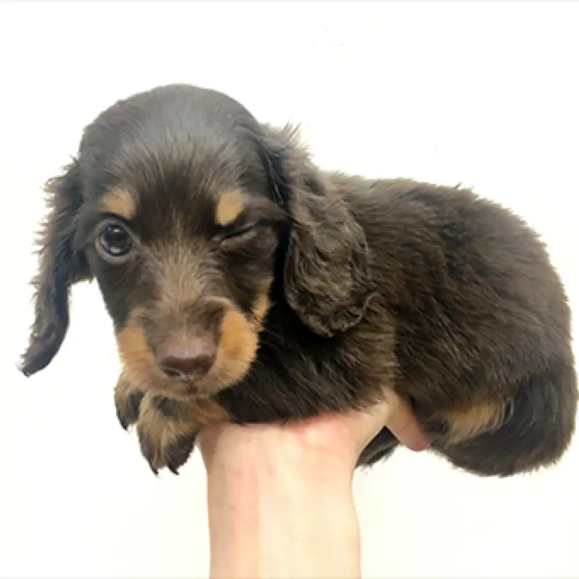 ミニチュア・ダックスフント