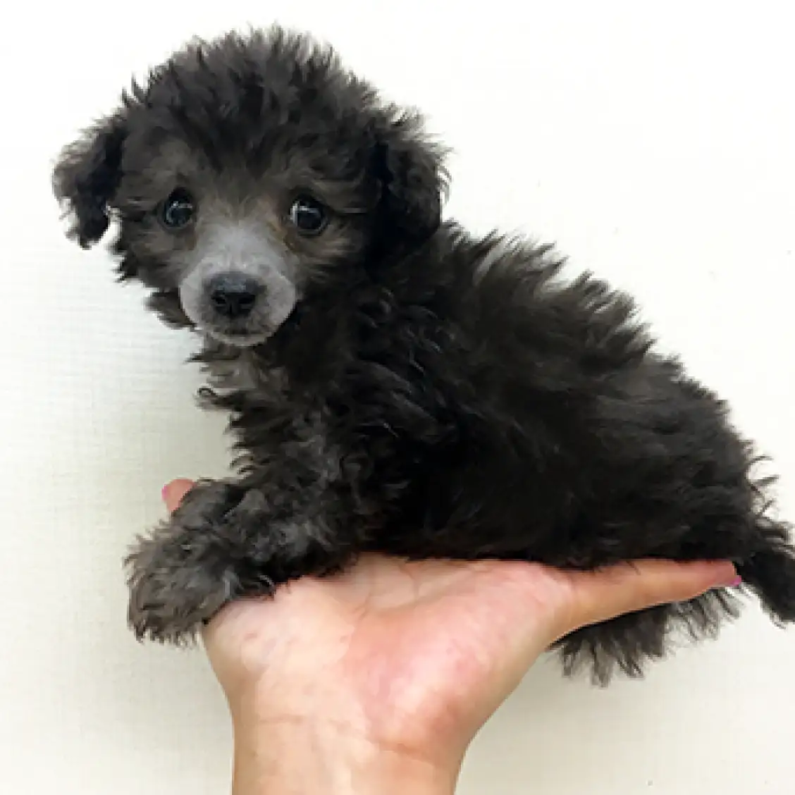 トイ・プードル