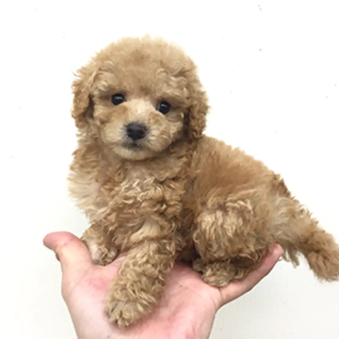 トイ・プードル