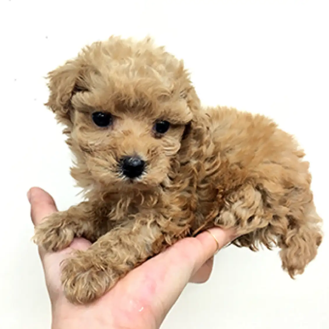 トイ・プードル