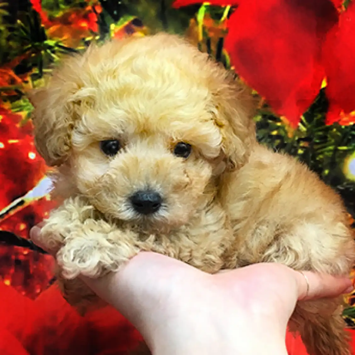 トイ・プードル