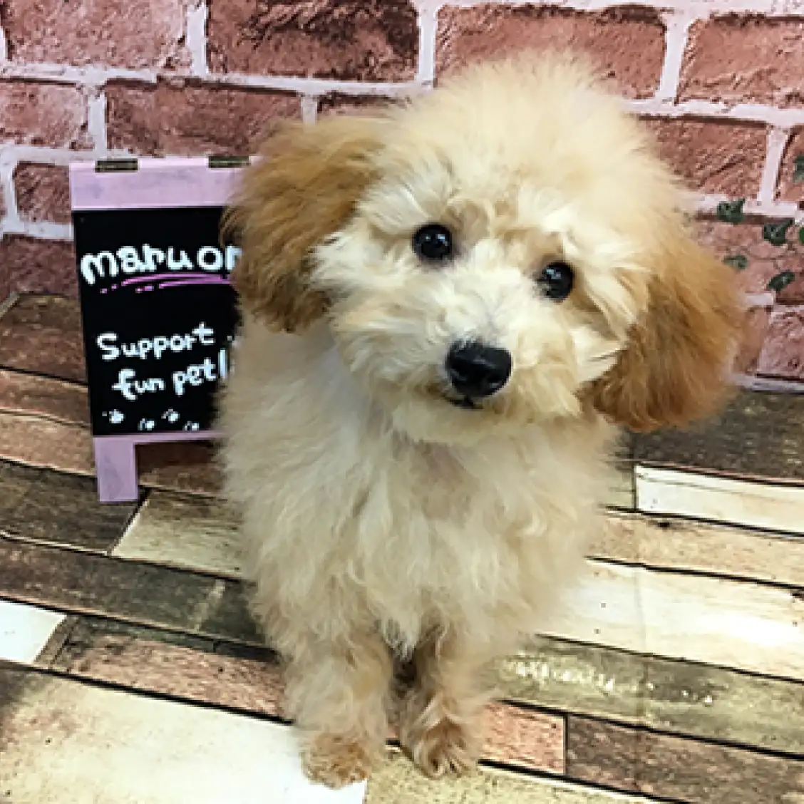 トイ・プードル