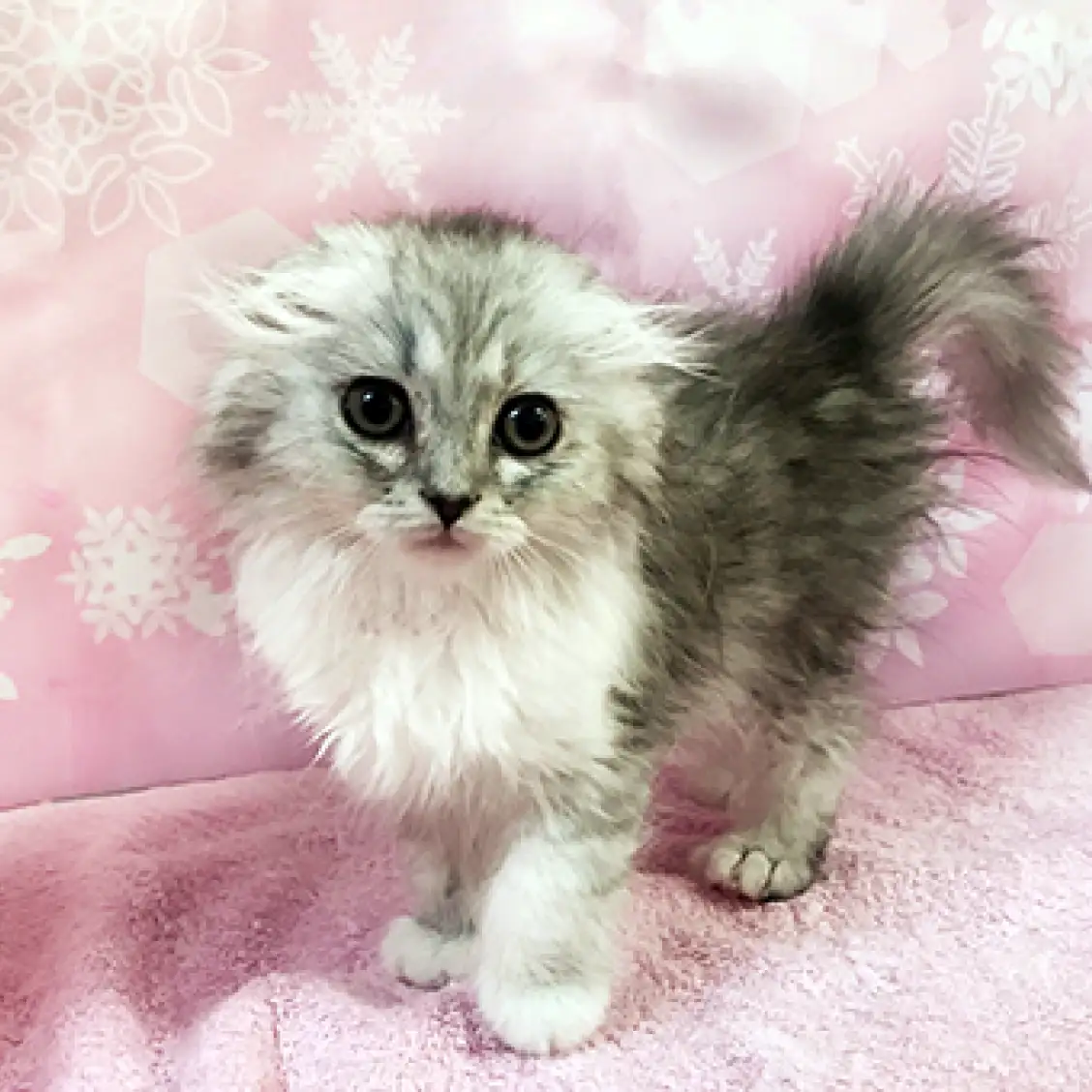 スコティッシュフォールド