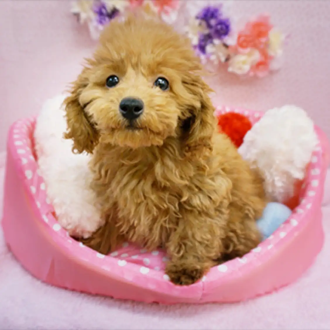 トイ・プードル