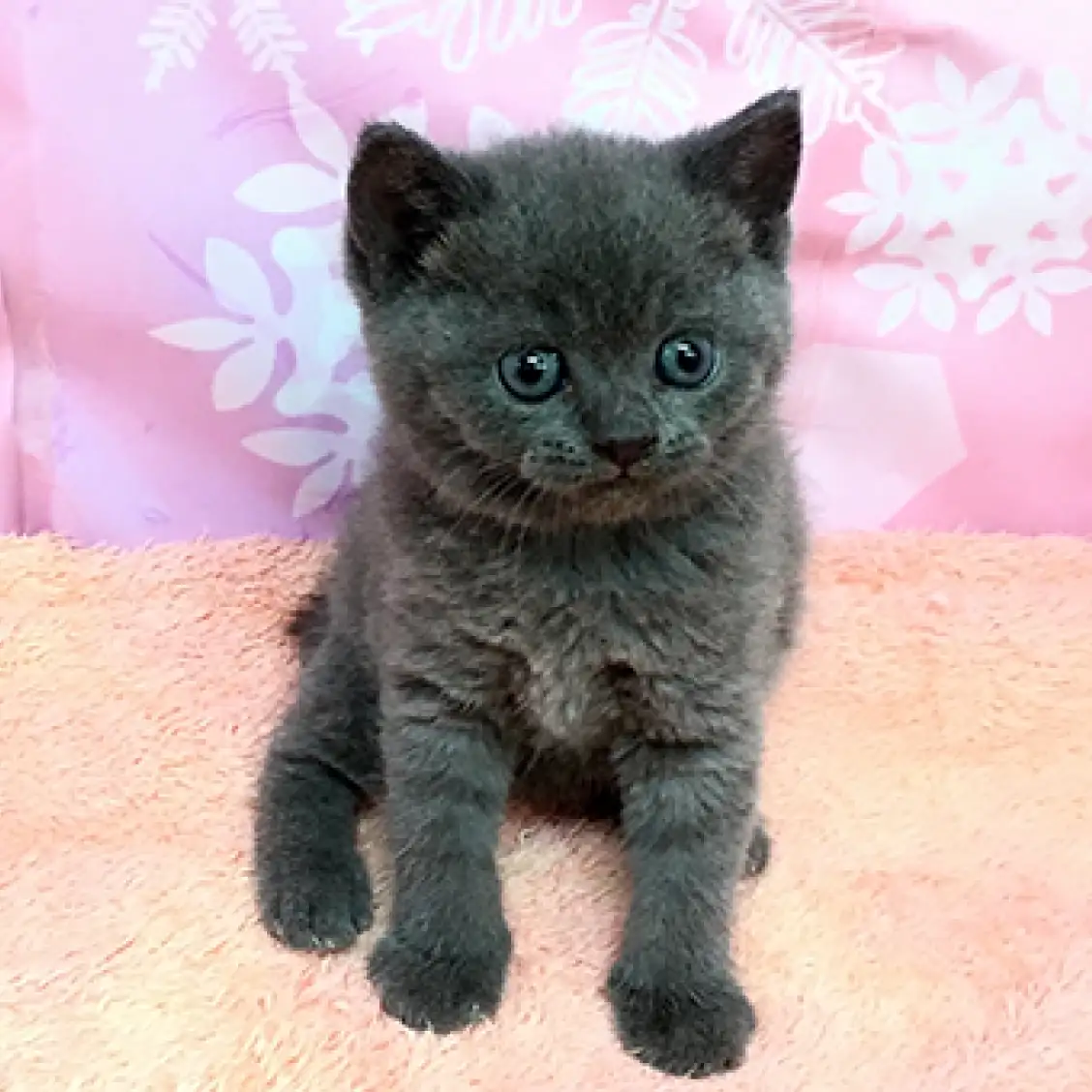 ブリティッシュショートヘア