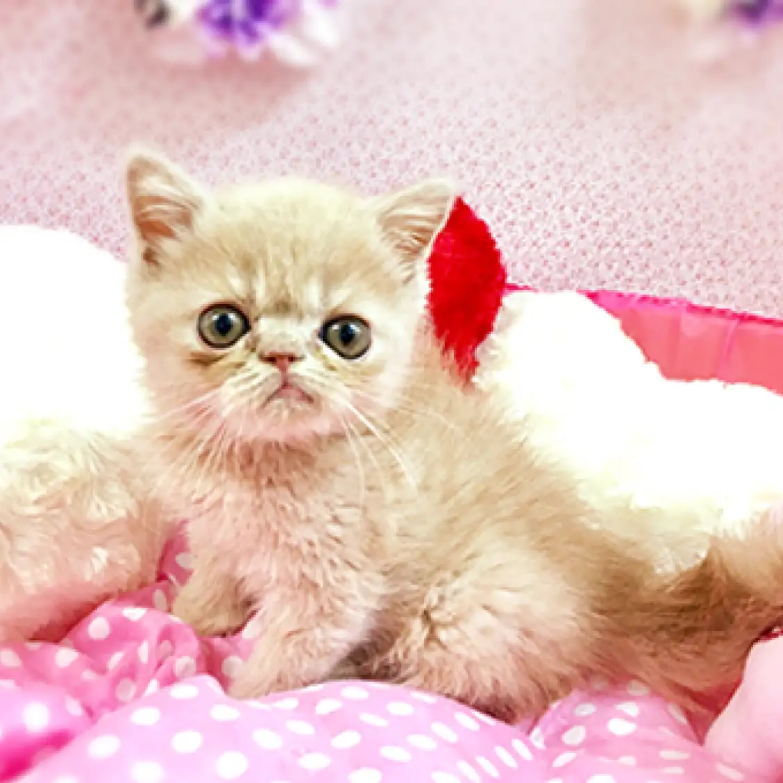 エキゾチックショートヘア