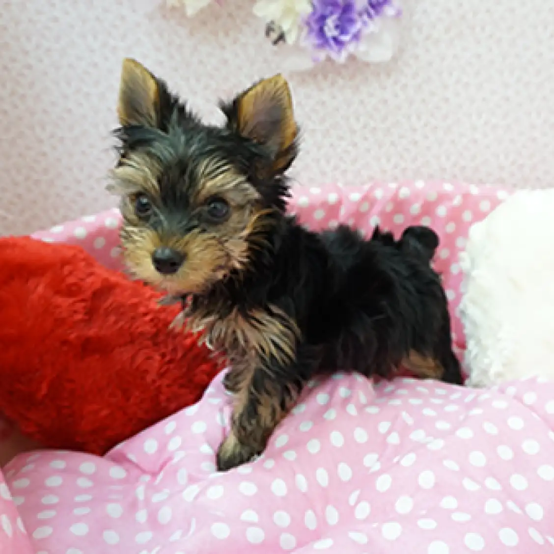 ヨークシャーテリア