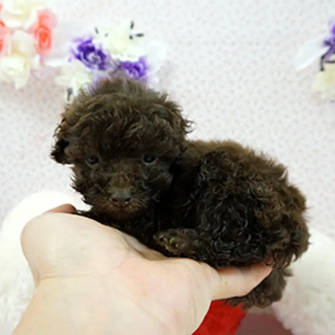 トイ・プードル