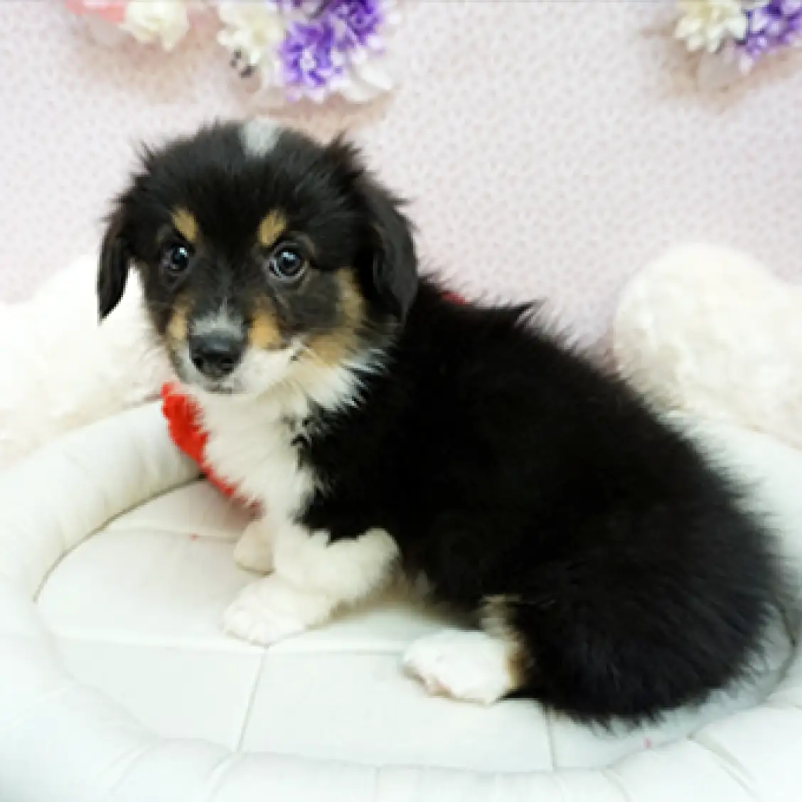 ウェルシュコーギーペンブローク