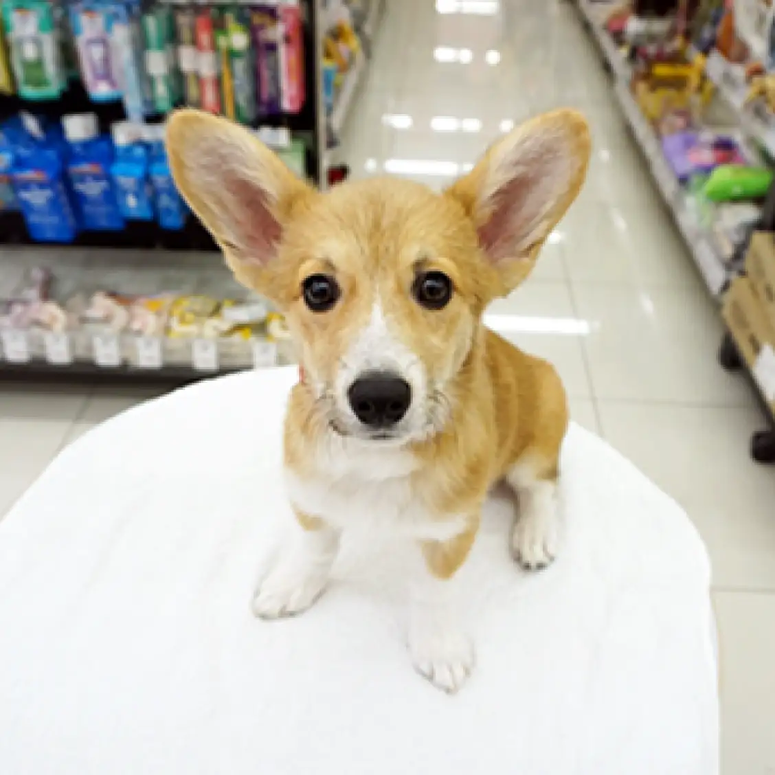 ウェルシュコーギーペンブローク