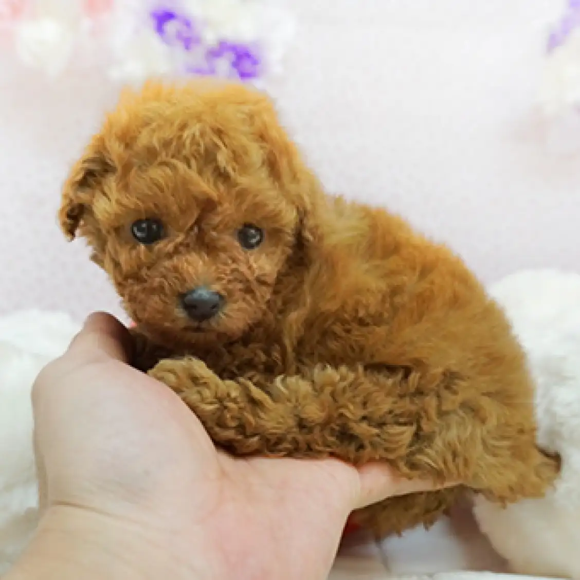 トイ・プードル