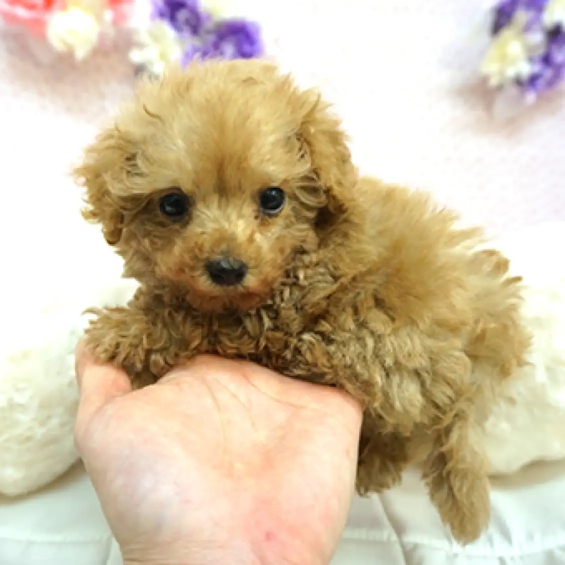 トイ・プードル