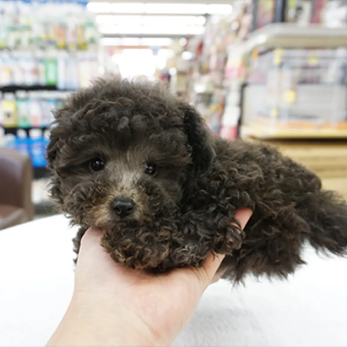 トイ・プードル