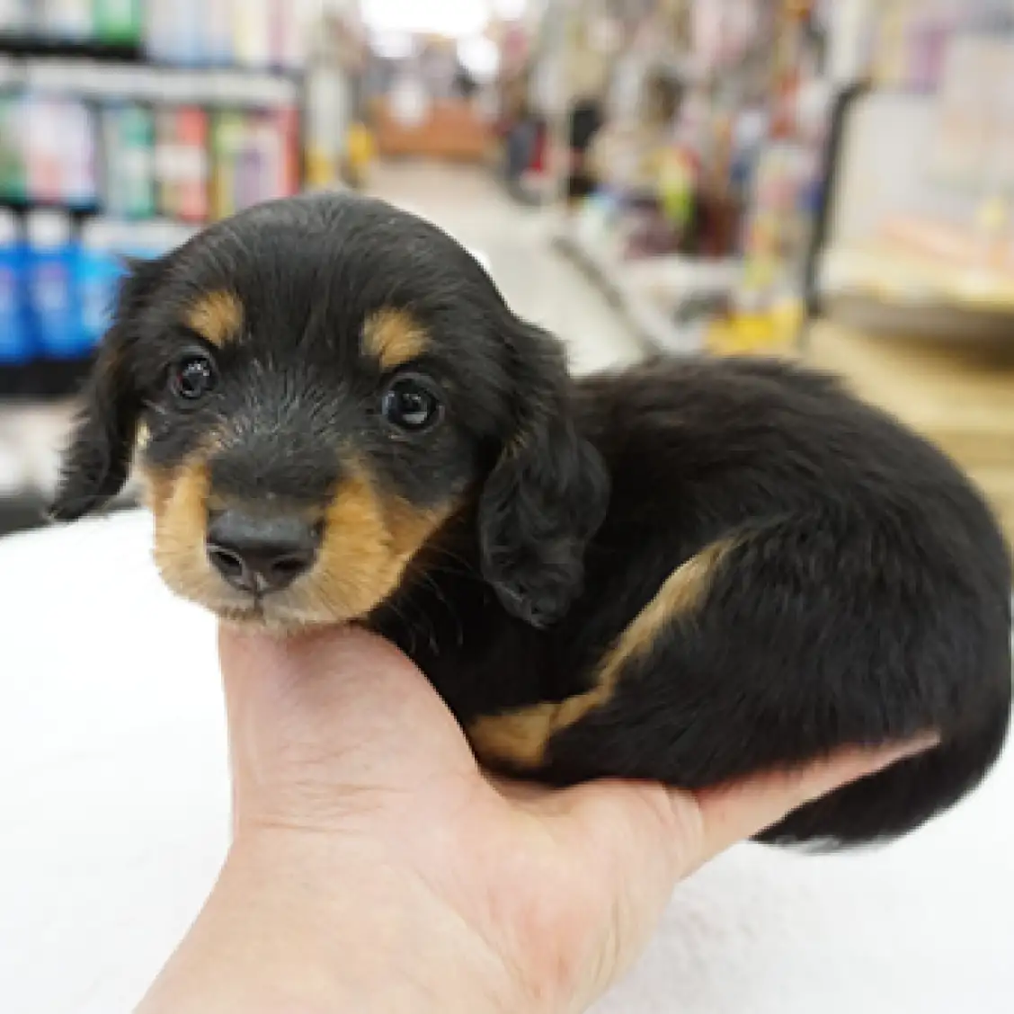 ミニチュア・ダックスフント