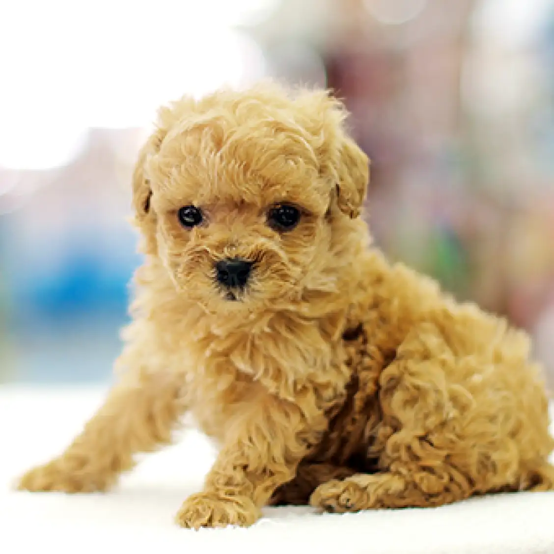 トイ・プードル