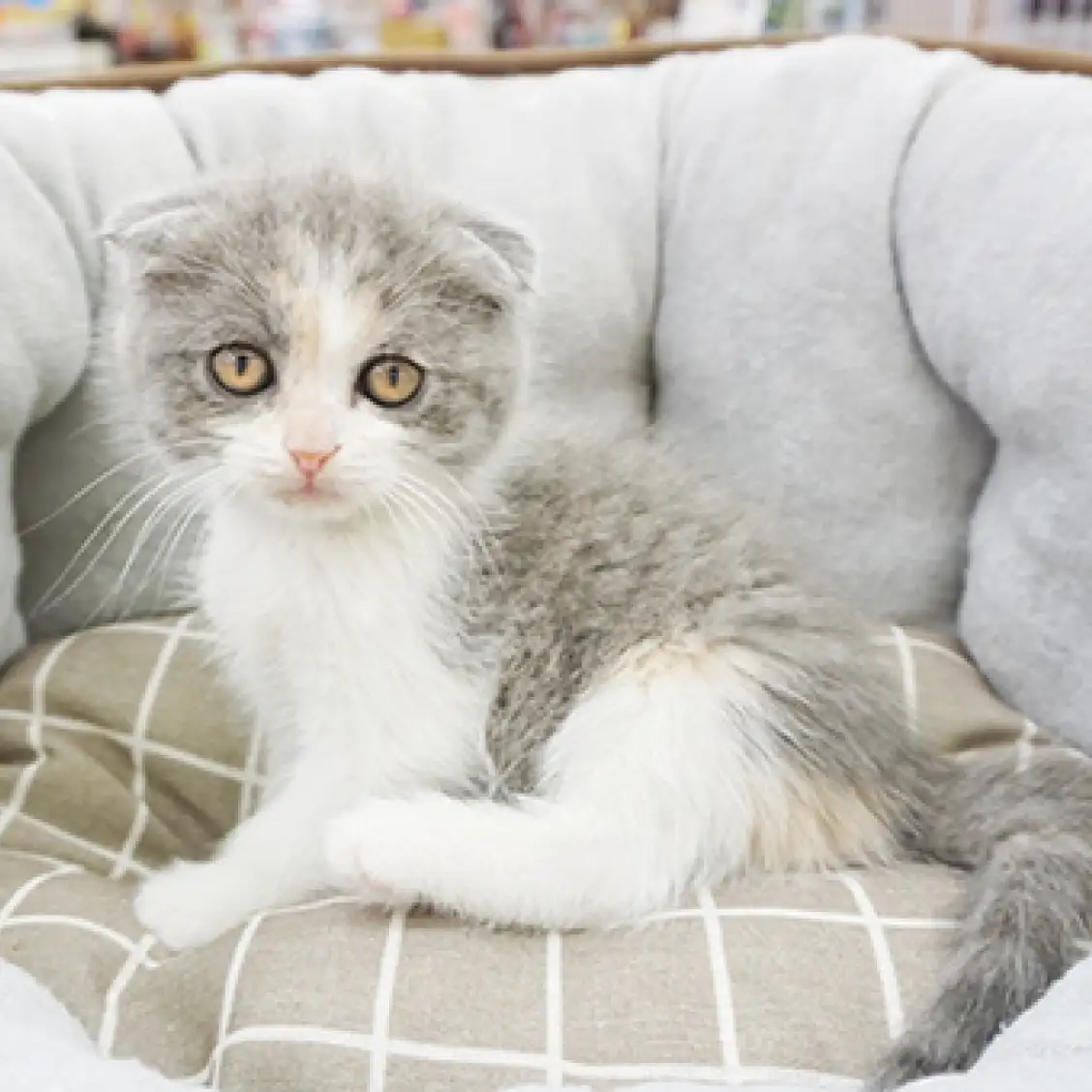 スコティッシュフォールド