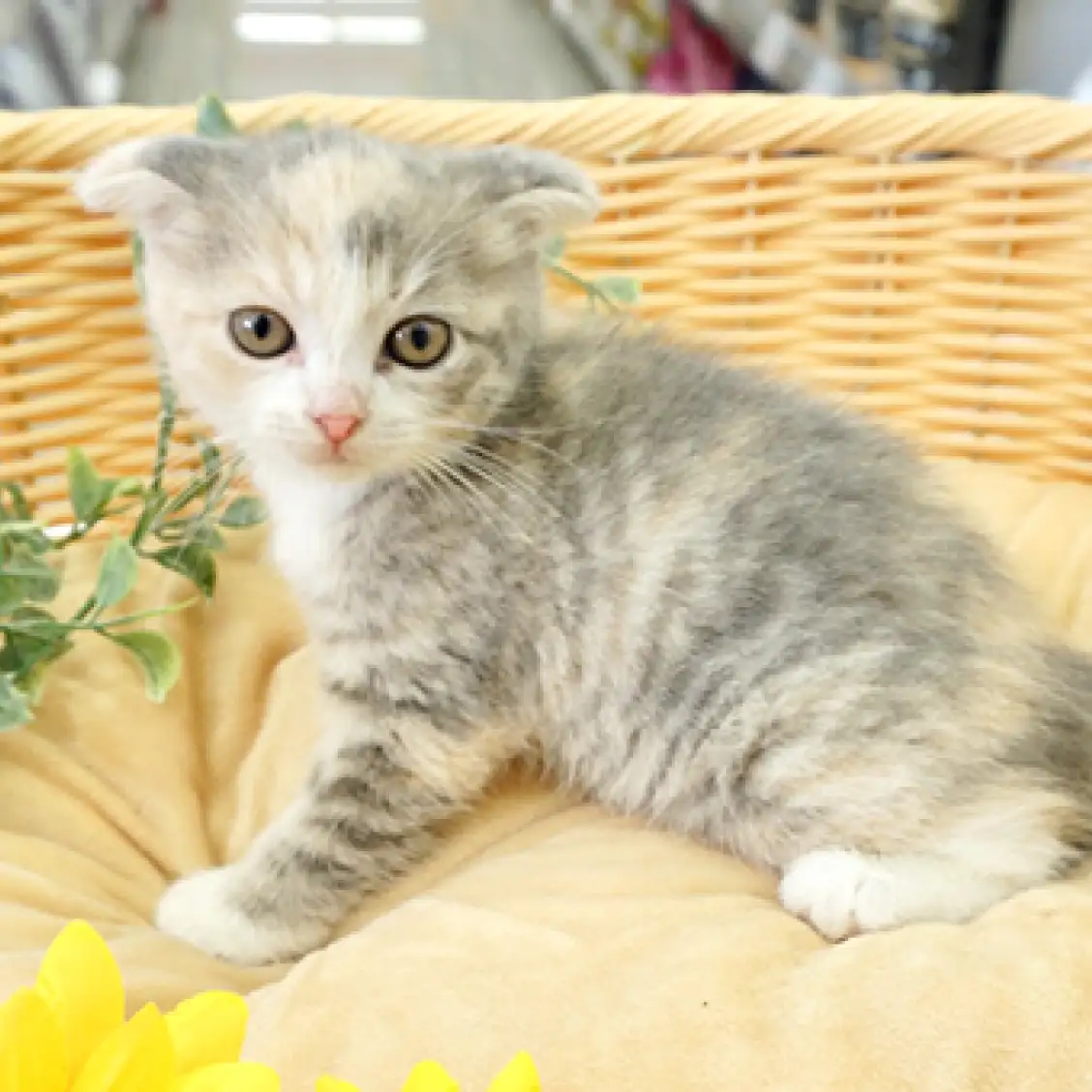 スコティッシュフォールド