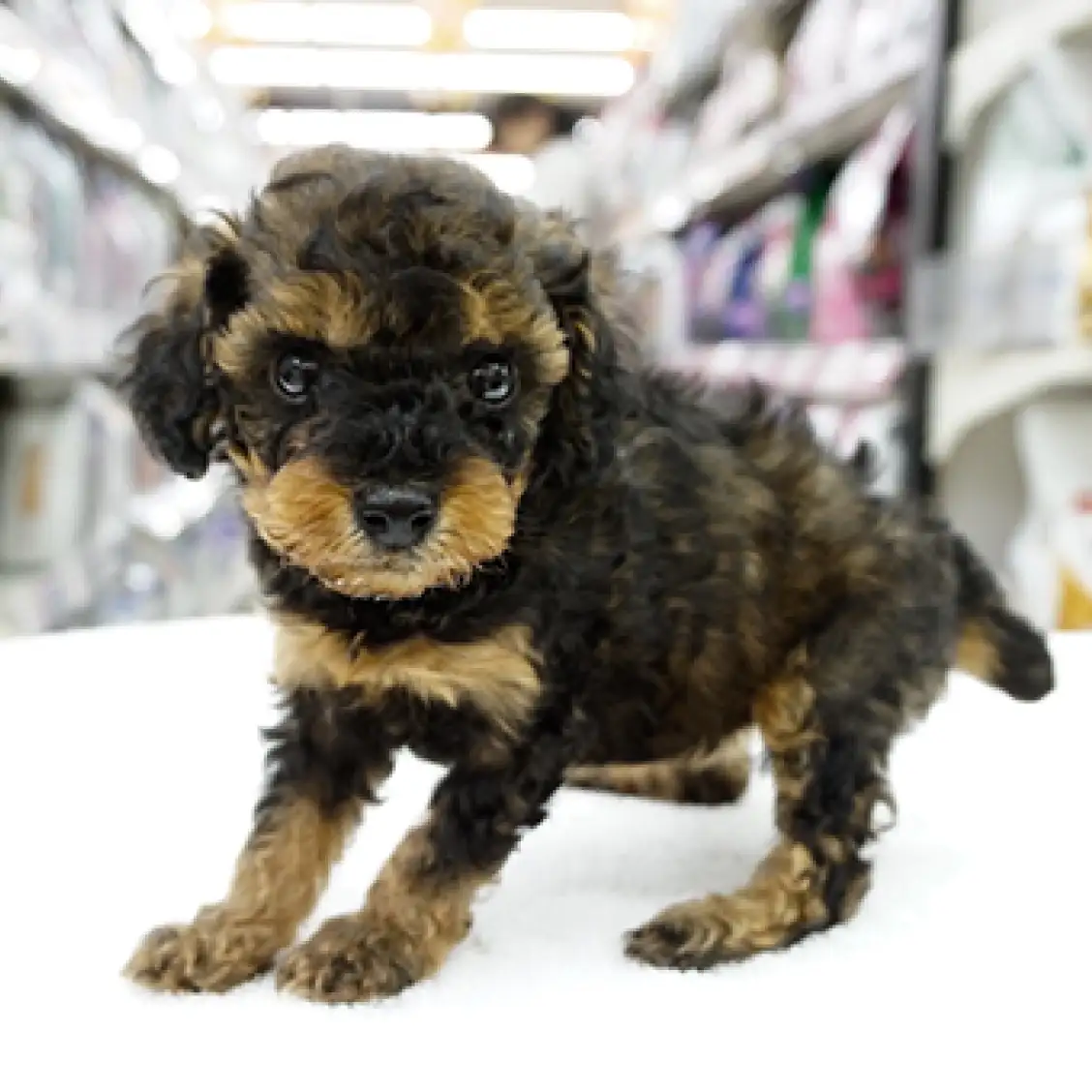 トイ・プードル