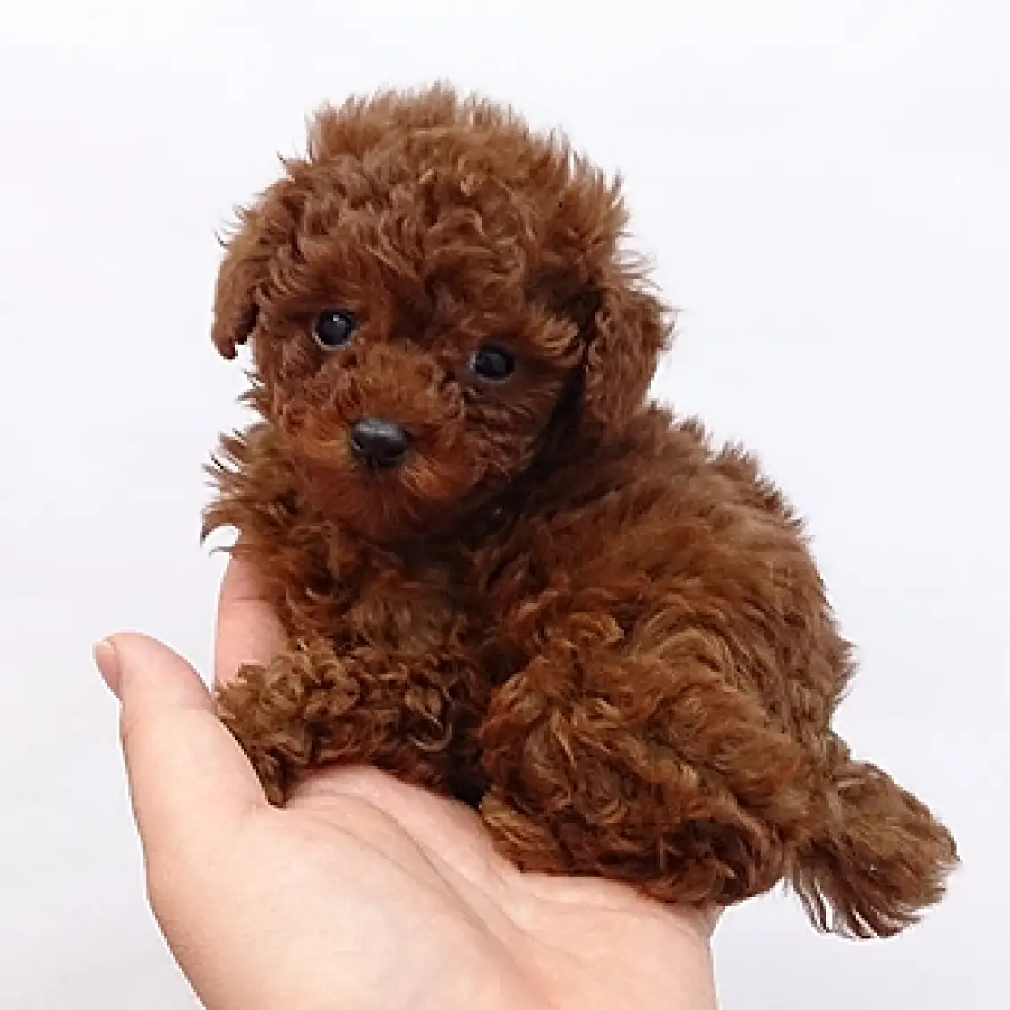 トイ・プードル