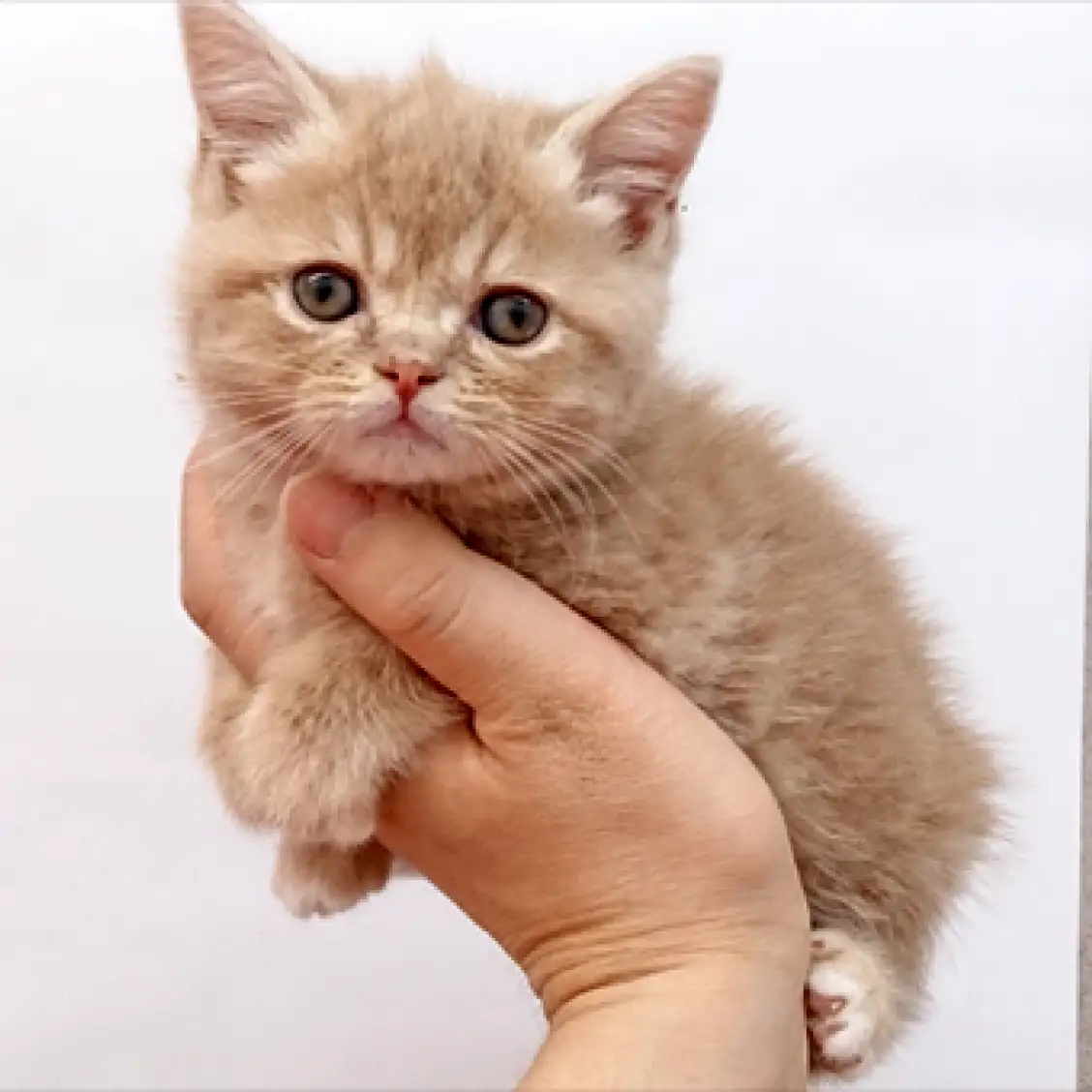 ブリティッシュショートヘア