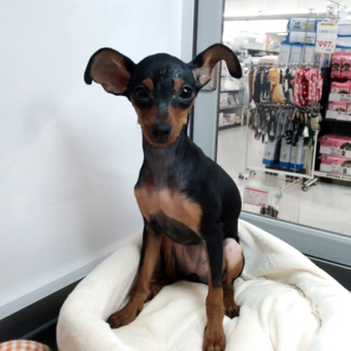 ミニチュア・ピンシャー