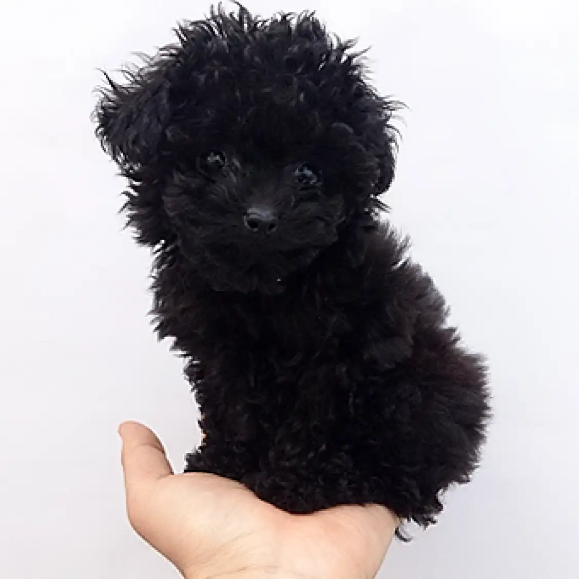 トイ・プードル