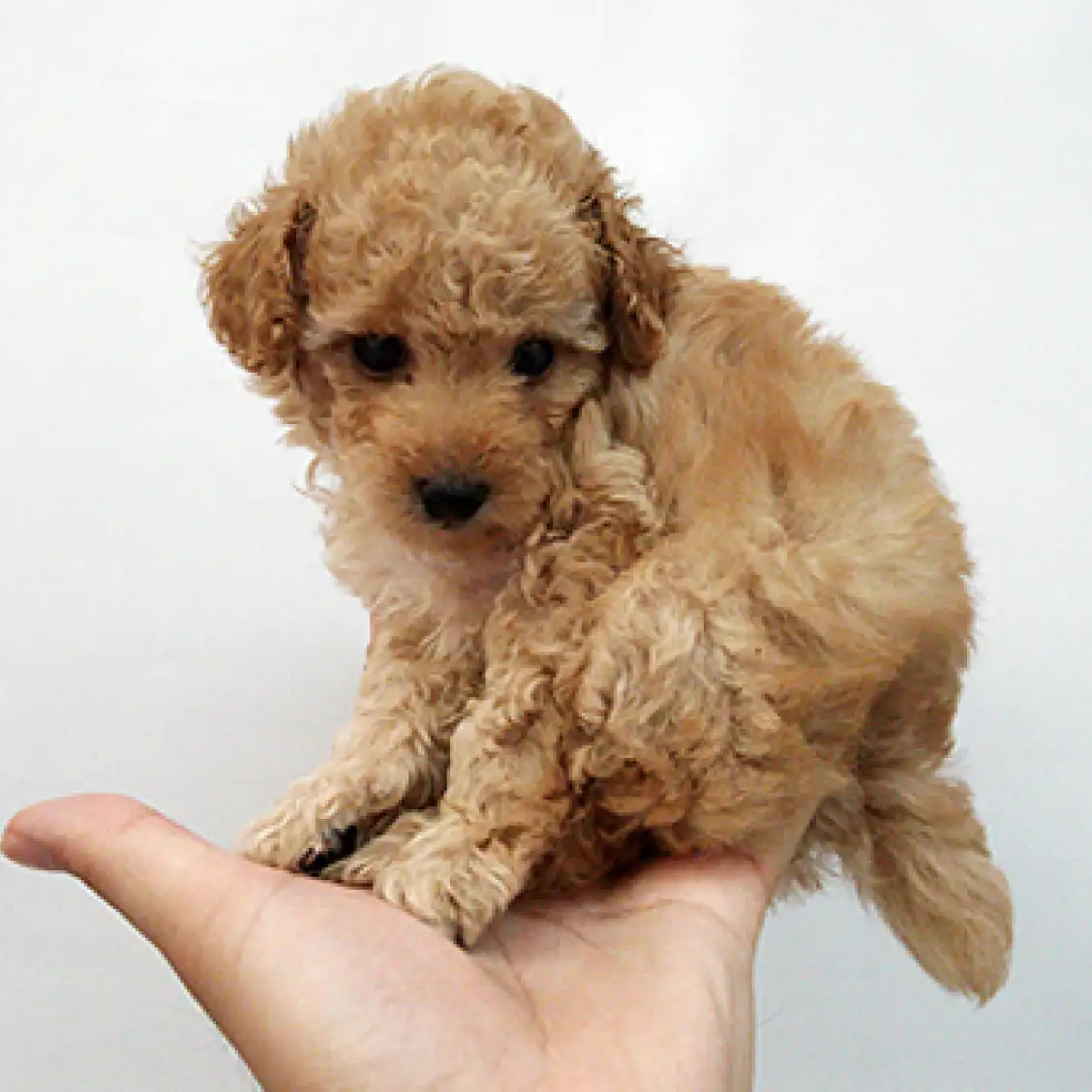 トイ・プードル