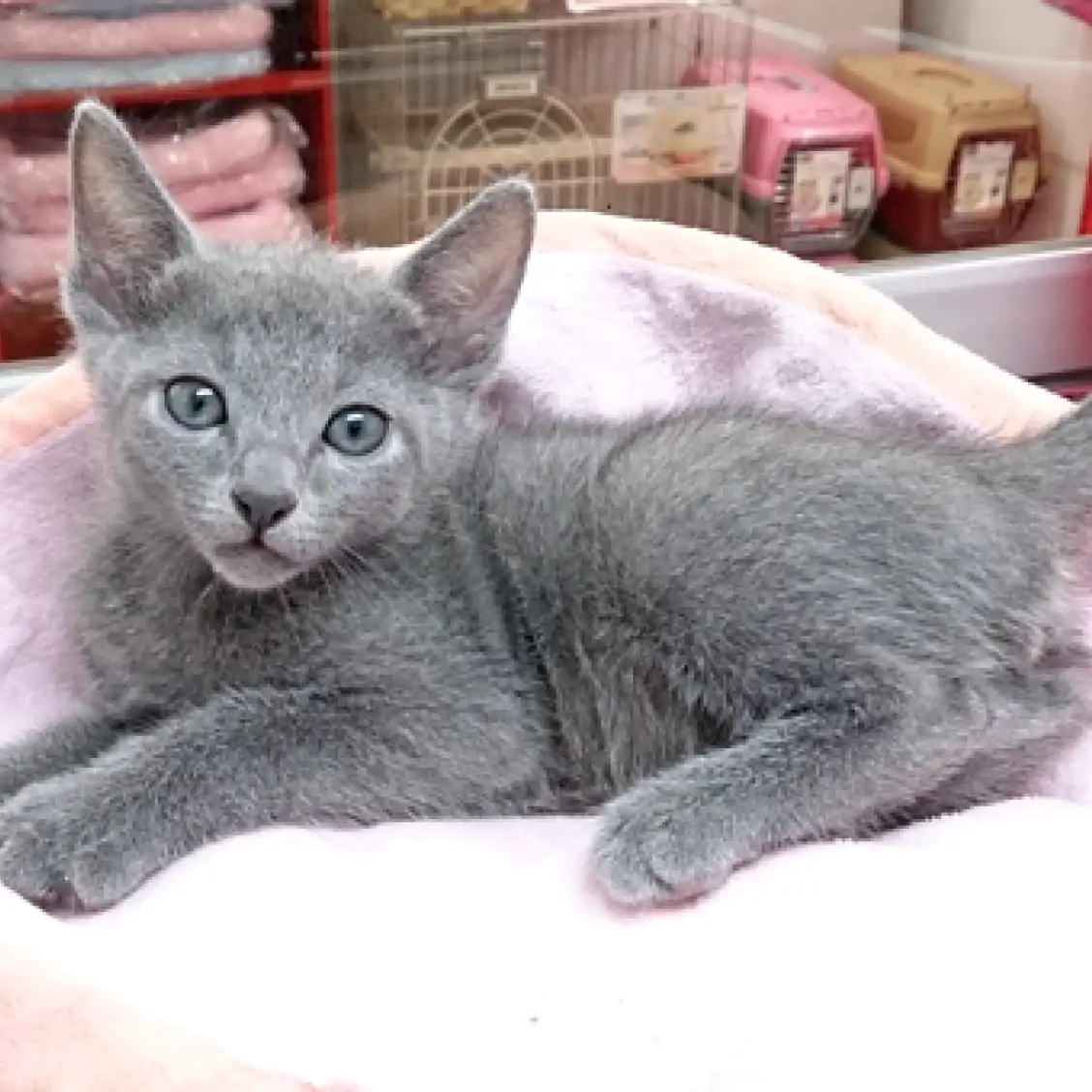 ロシアンブルー