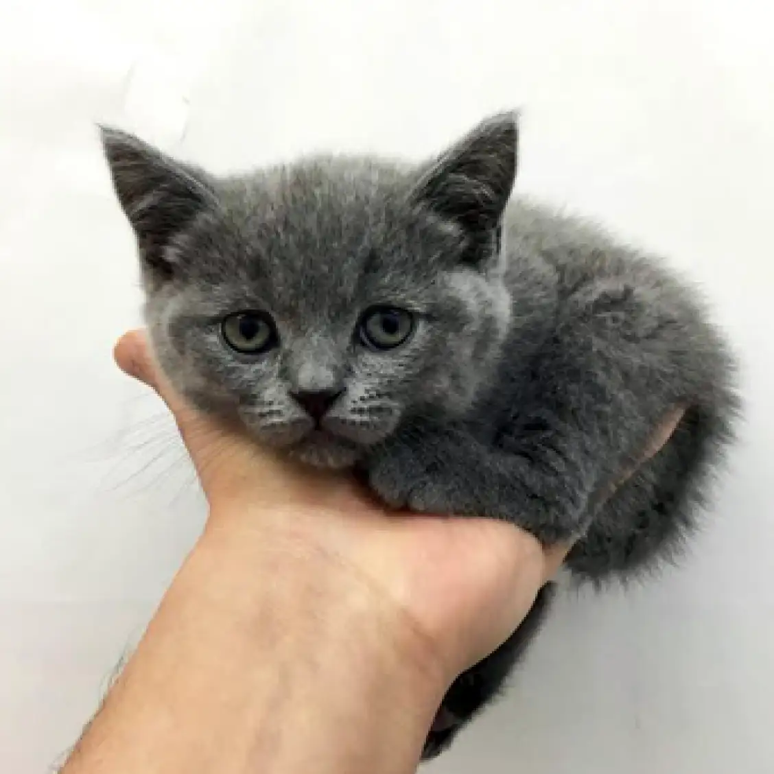 ブリティッシュショートヘア