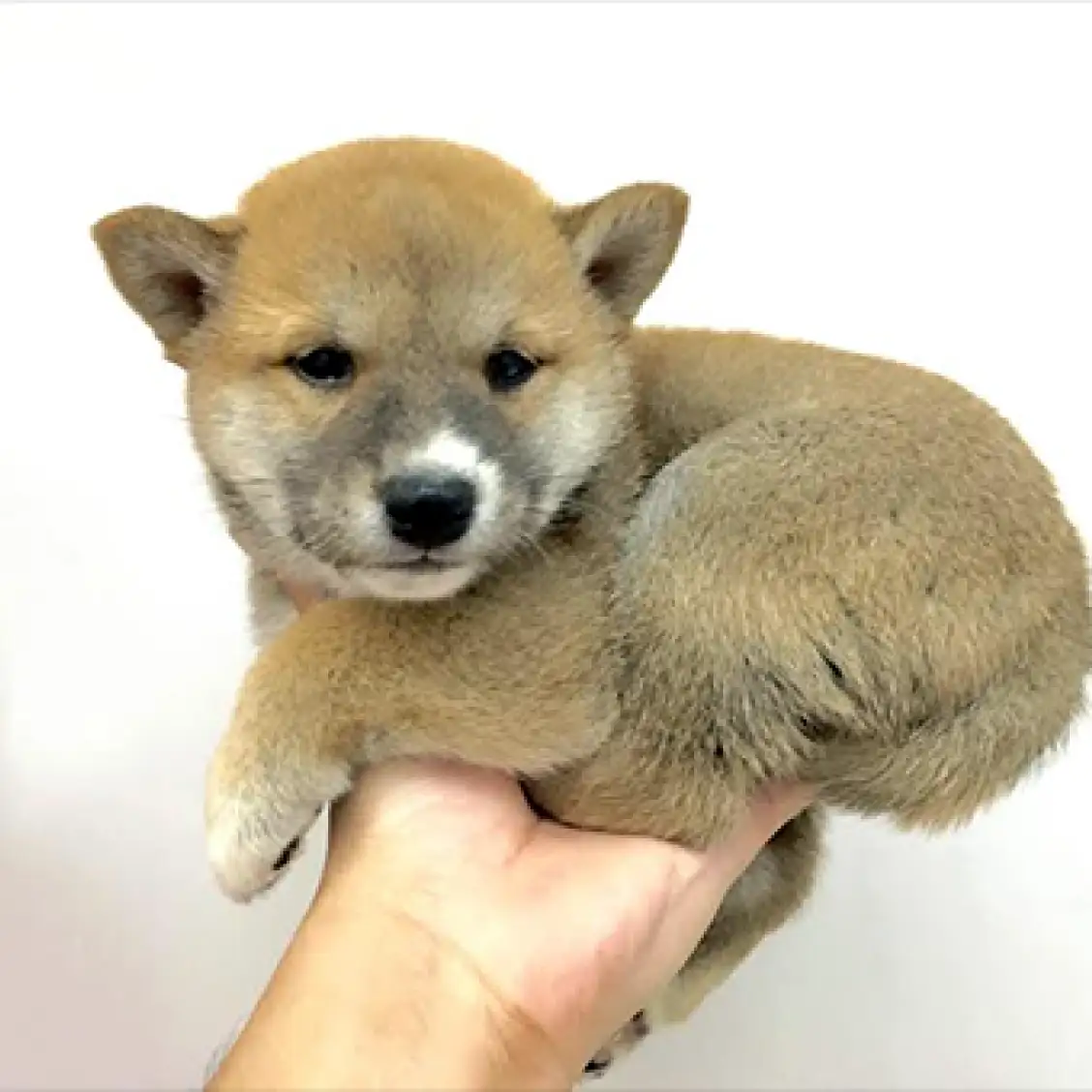 柴犬