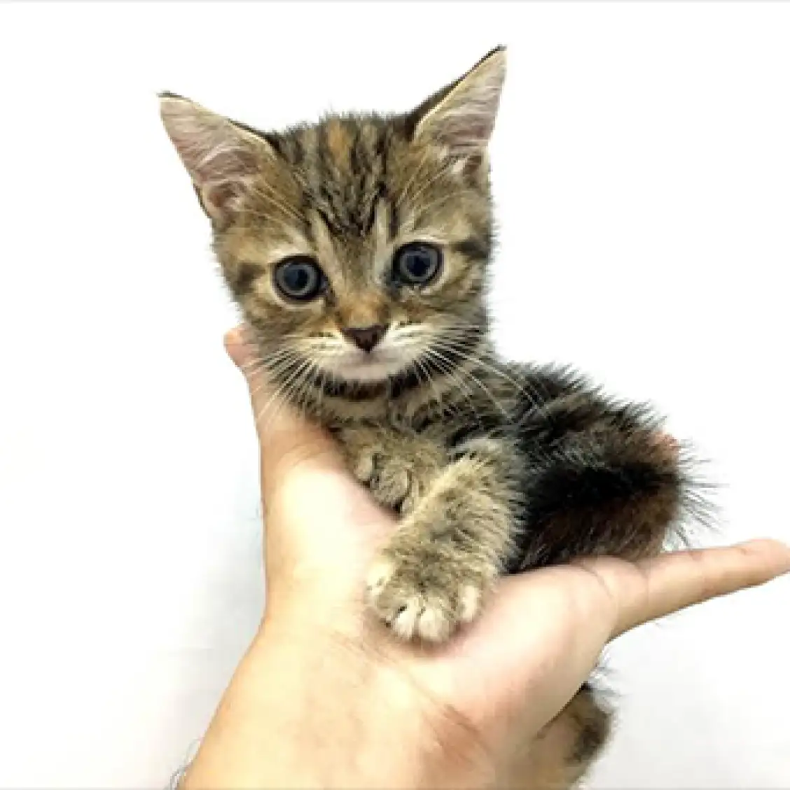 アメリカンショートヘア