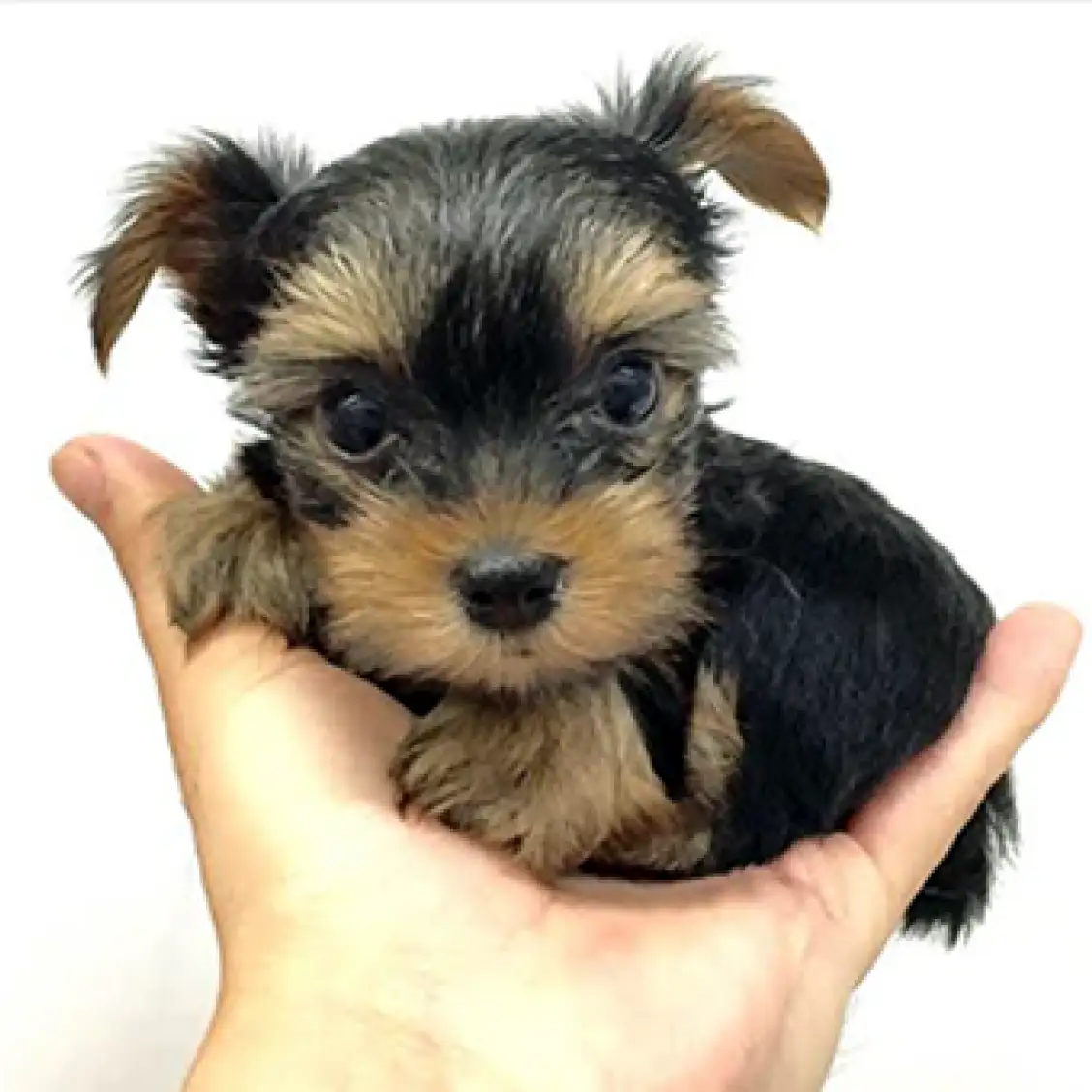 ヨークシャーテリア