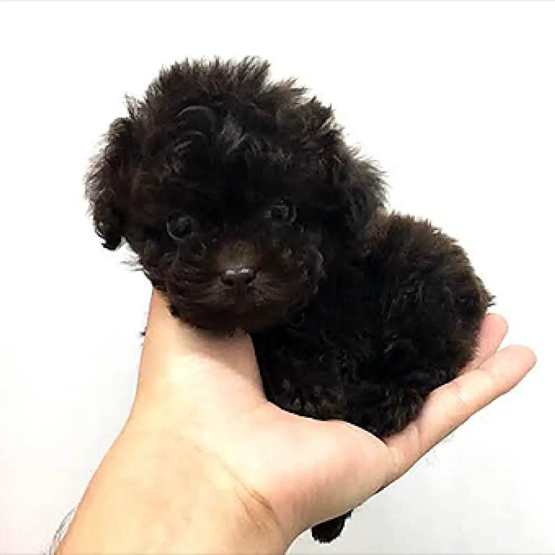 トイ・プードル