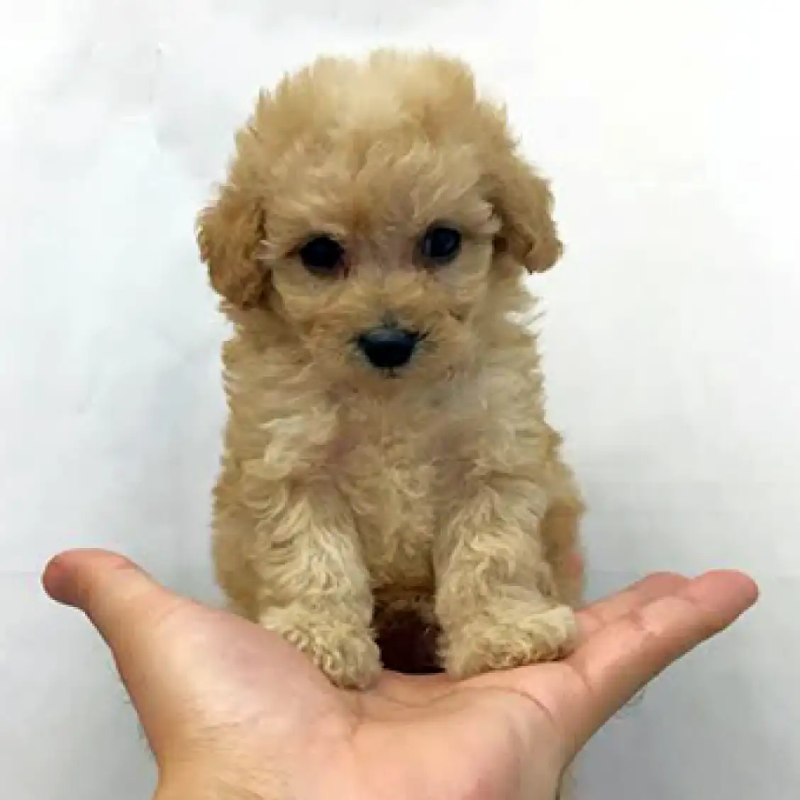 トイ・プードル