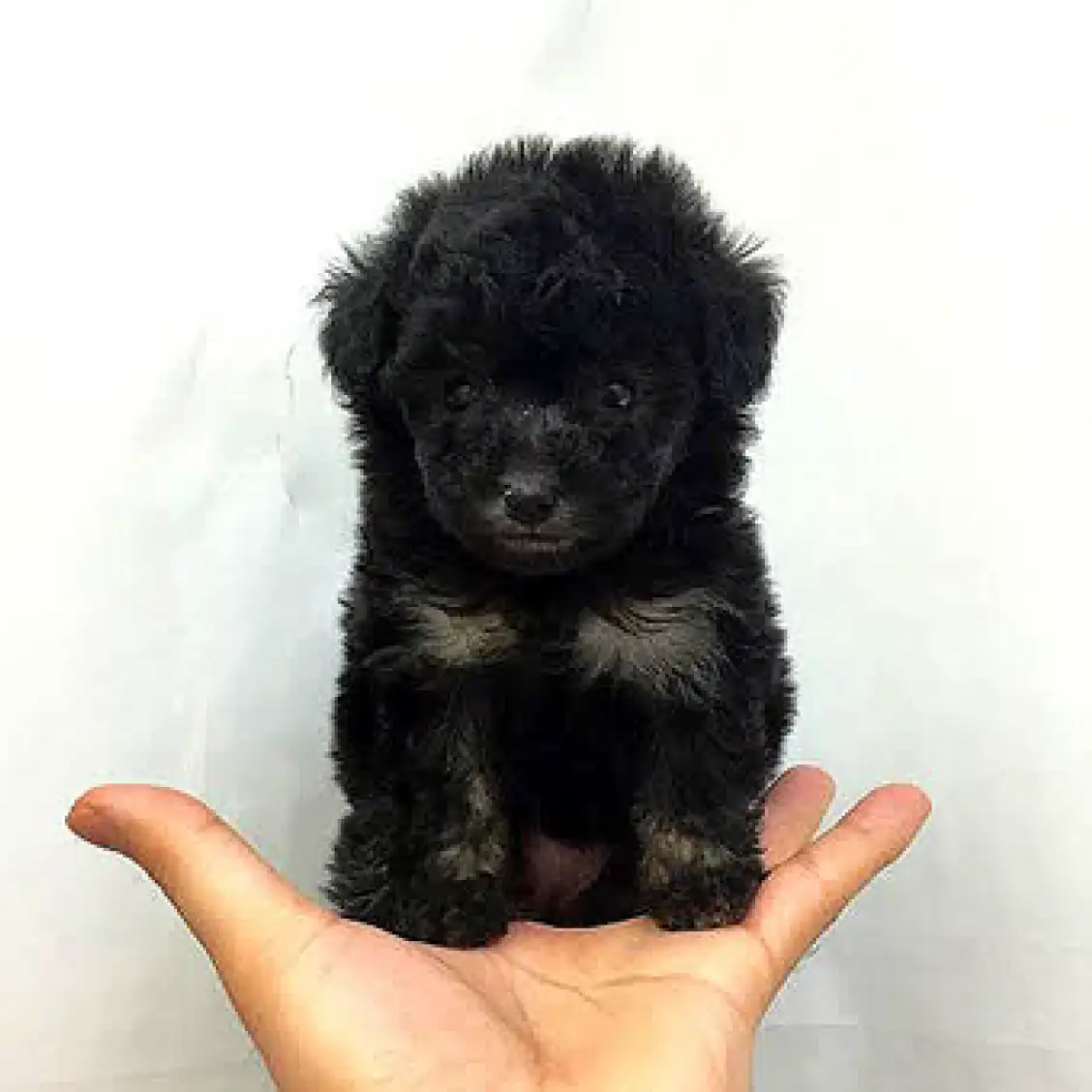 トイ・プードル