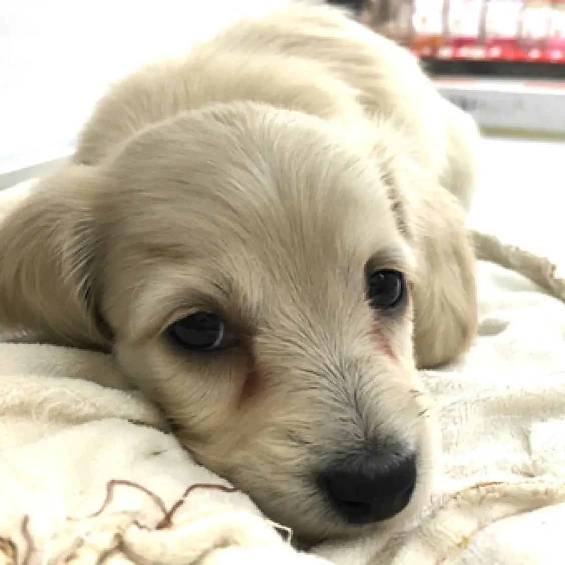 ミニチュア・ダックスフント