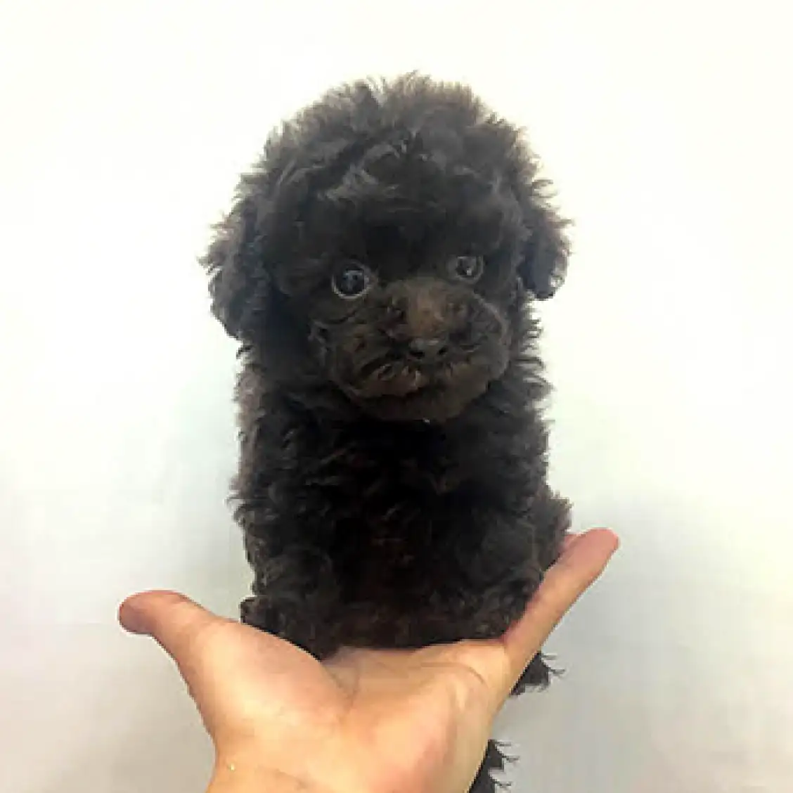 トイ・プードル