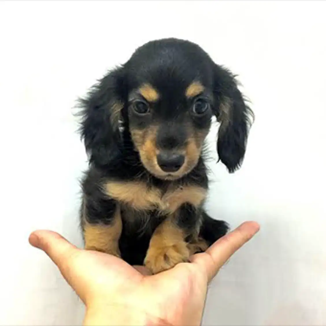 ミニチュア・ダックスフント