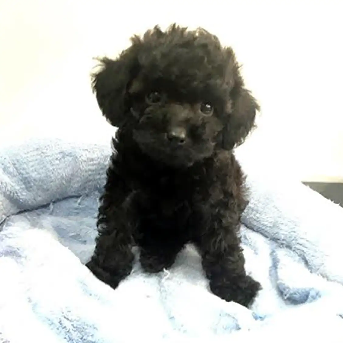 トイ・プードル