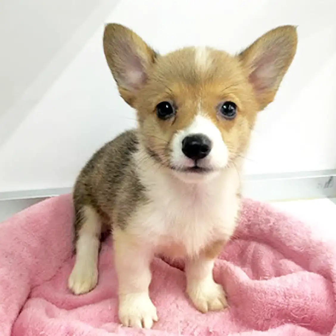 ウェルシュコーギーペンブローク