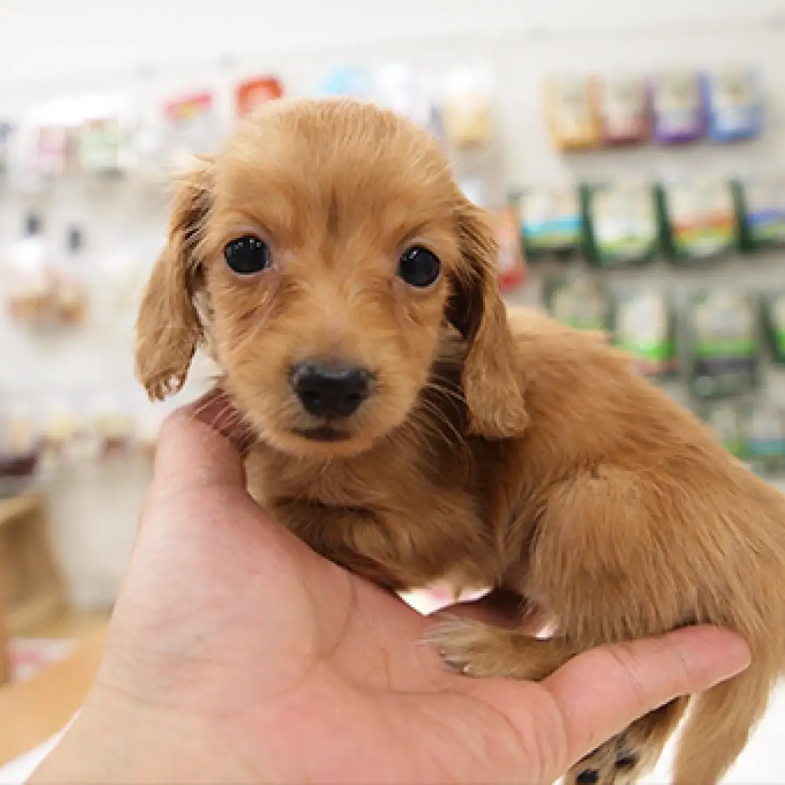 ミニチュア・ダックスフント