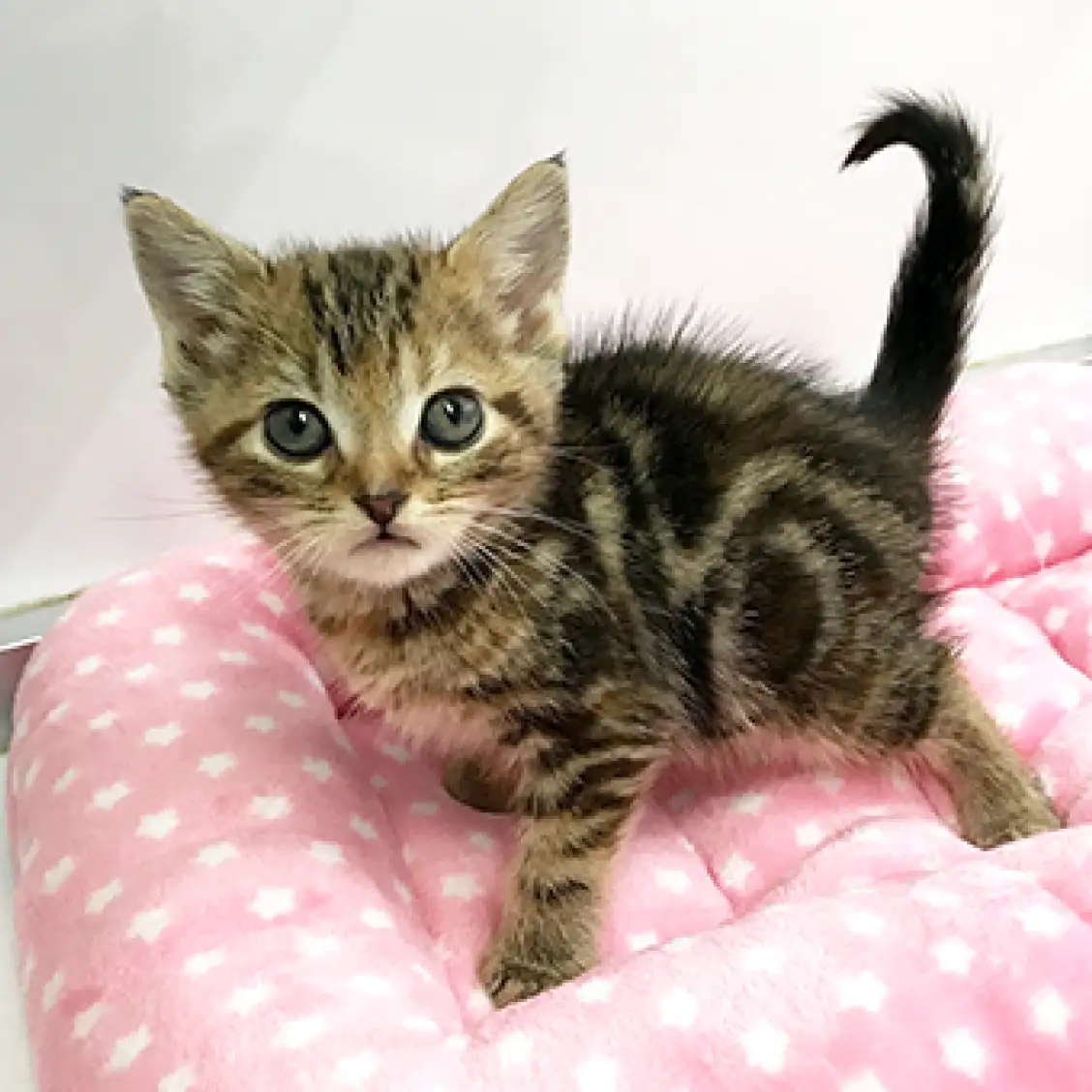 アメリカンショートヘア