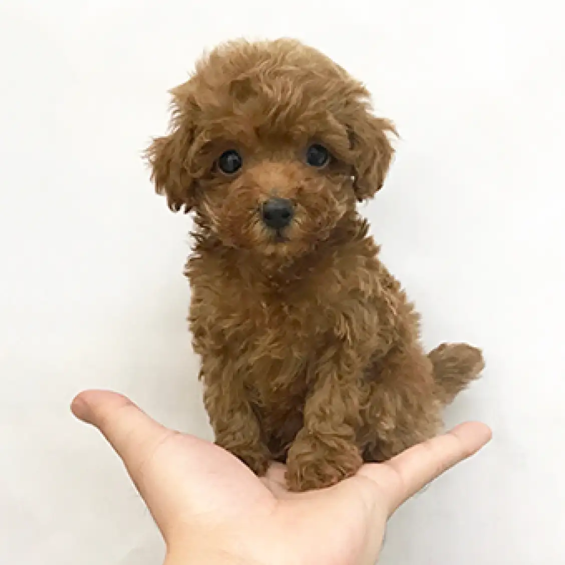 トイ・プードル