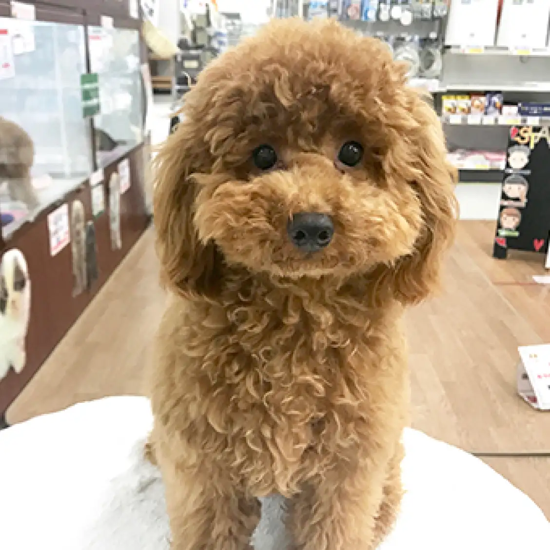 トイ・プードル