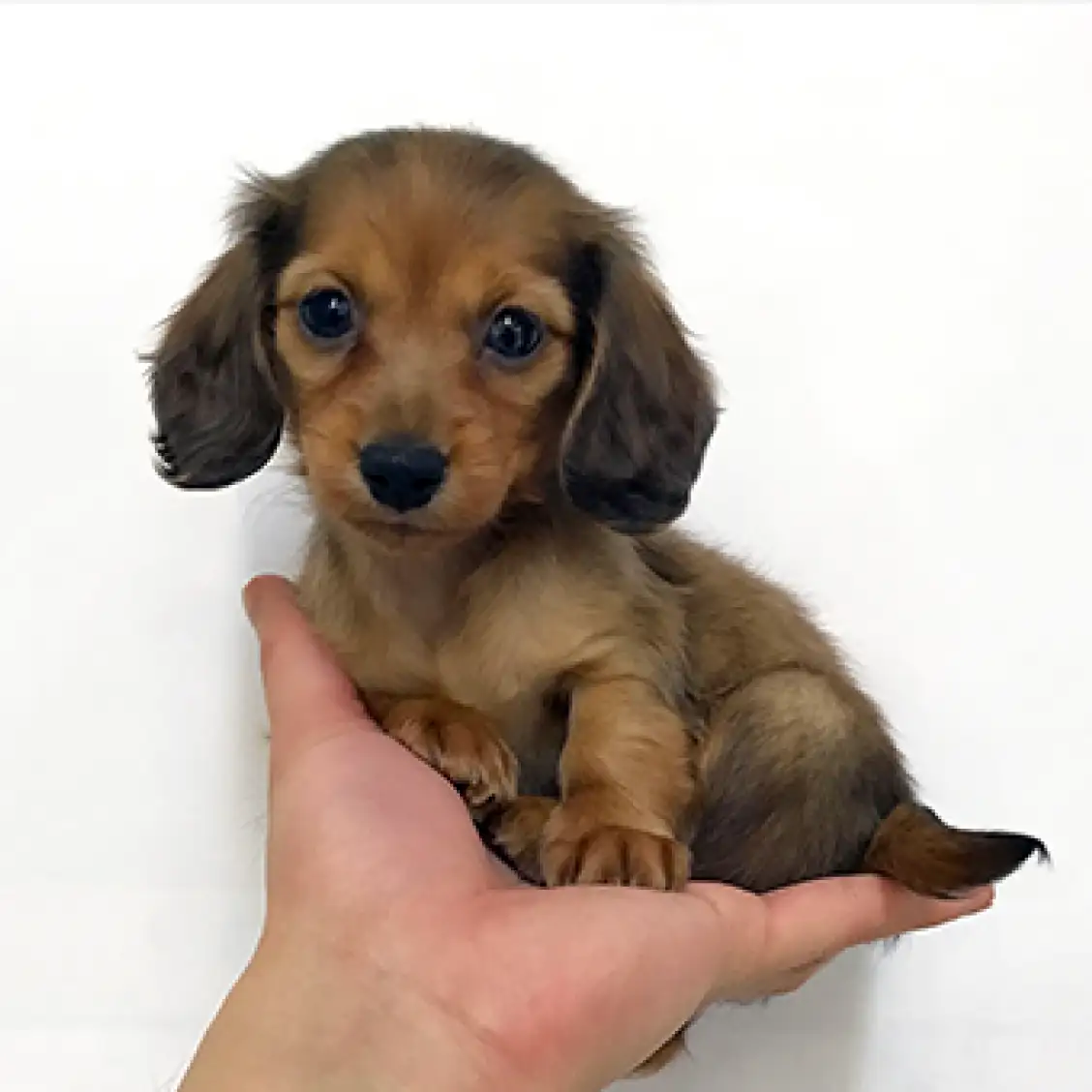 ミニチュア・ダックスフント