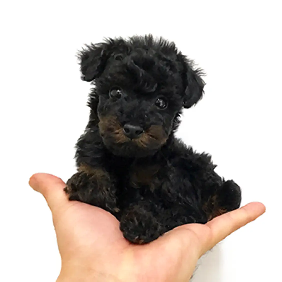 トイ・プードル