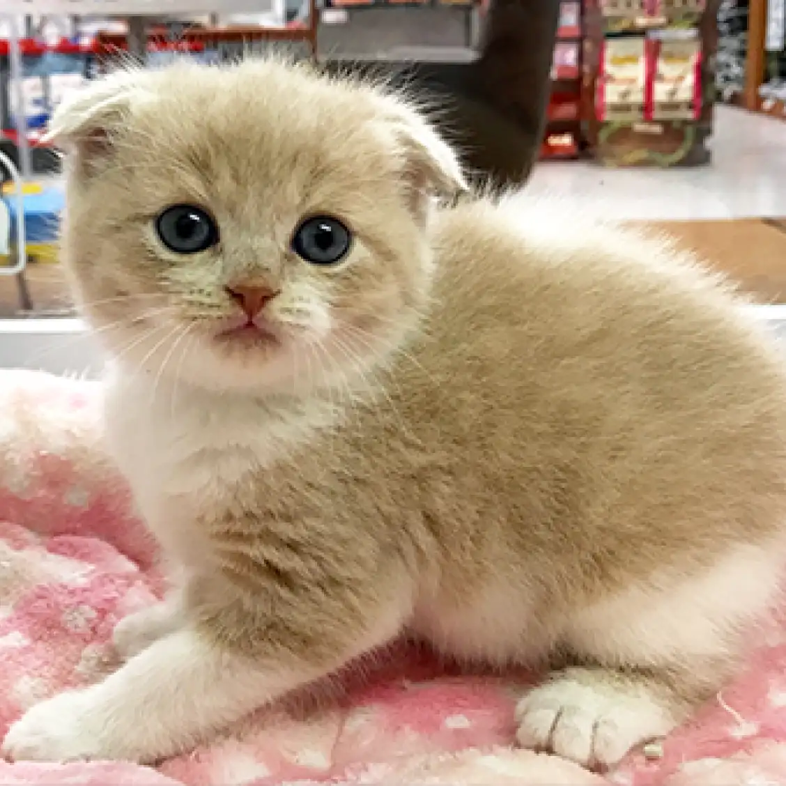 スコティッシュフォールド