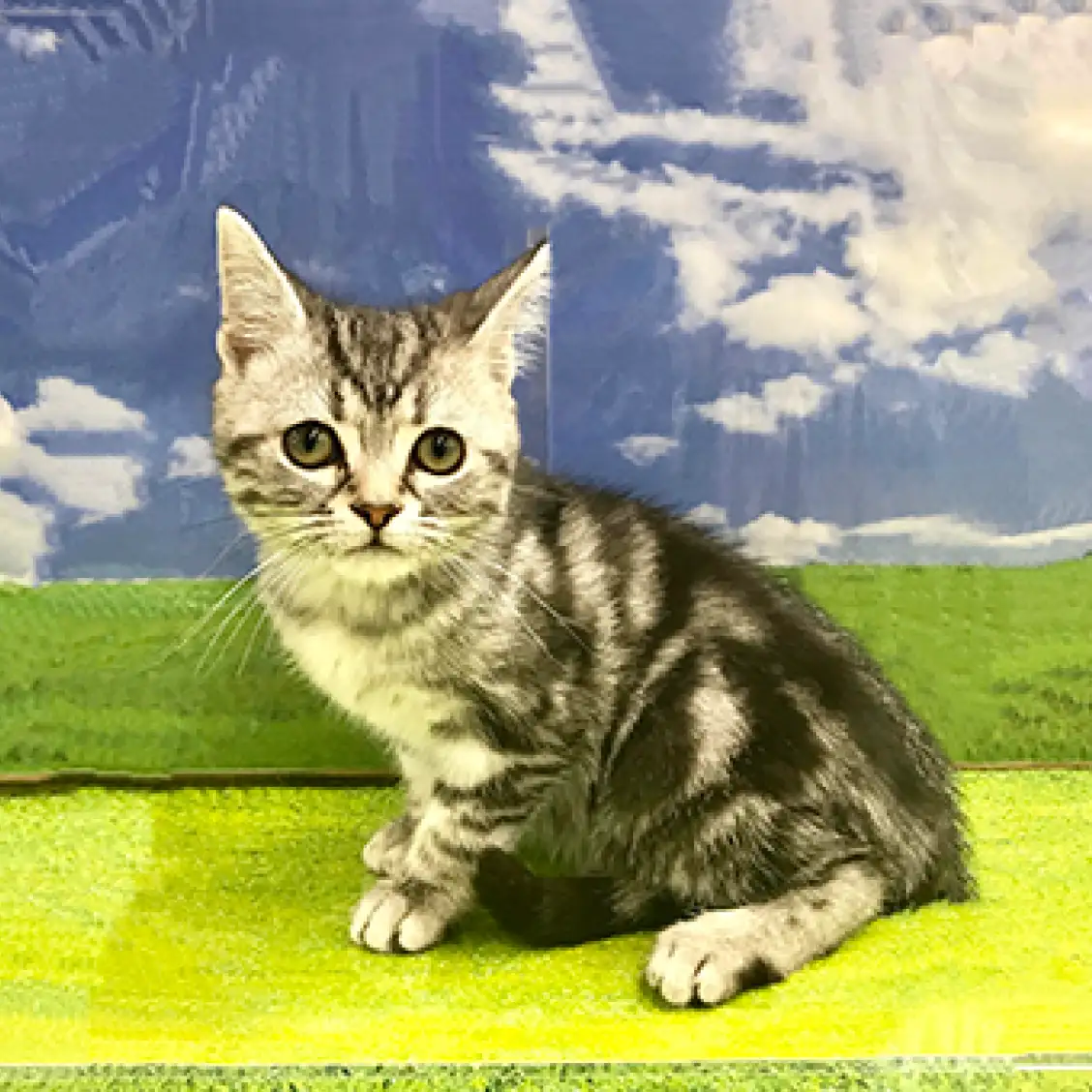 アメリカンショートヘア